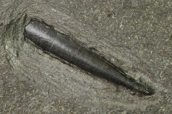 Fossil Belemnite (Youngibelus) - Germany #170705